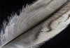 HONOUR.....Sharryl Whiting